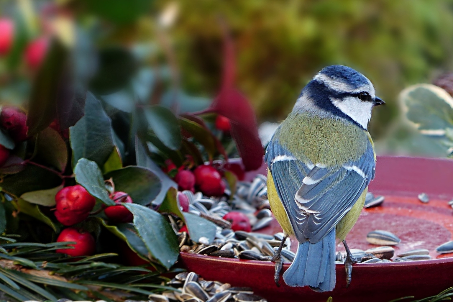 Vogelfutter in Lebensmittelqualität - Verkauf solange der Vorrat reicht!