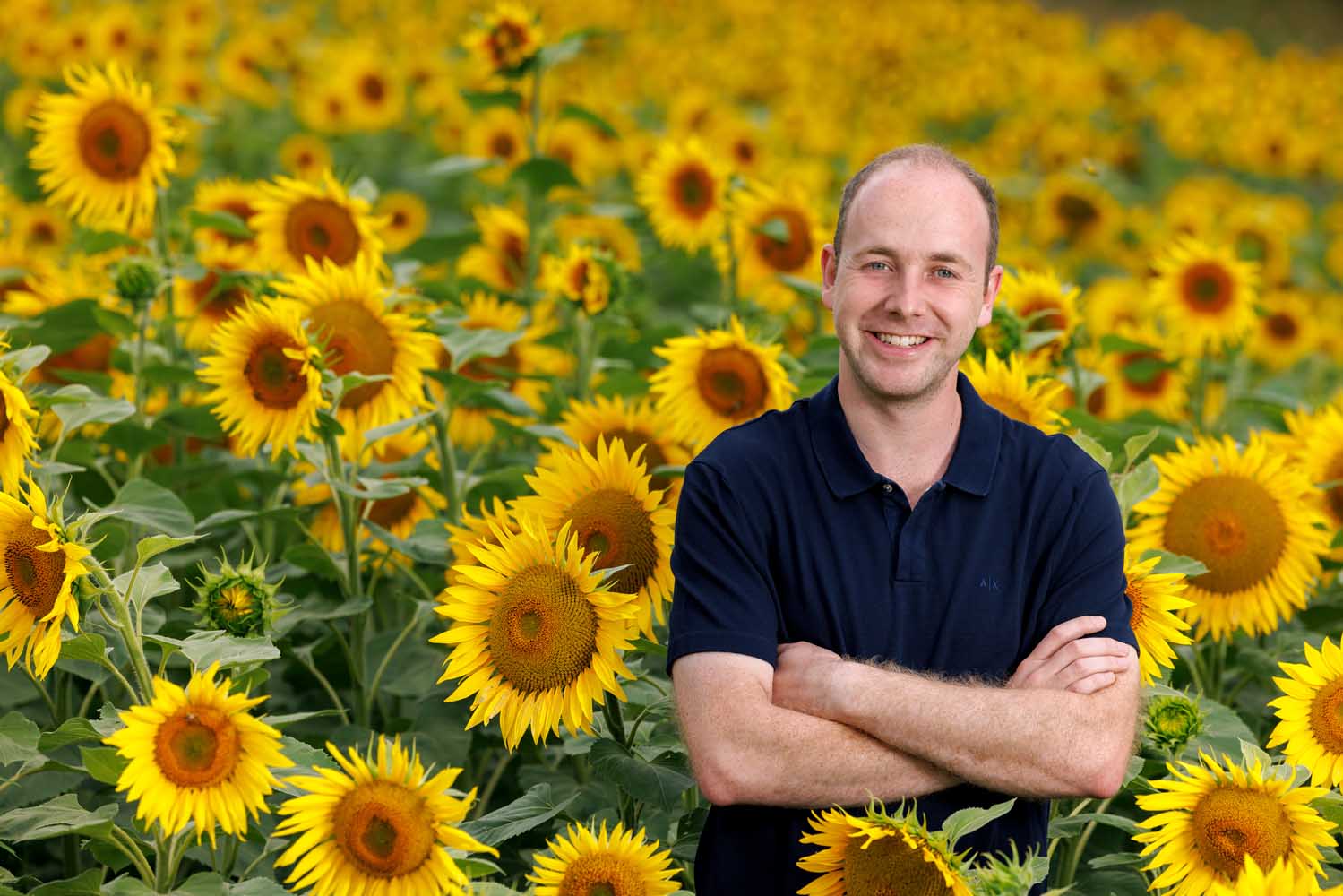 Schweiger`s Sonnenblumenkerne, ab Hof Feldkirchen. Jetzt vorbestellen!