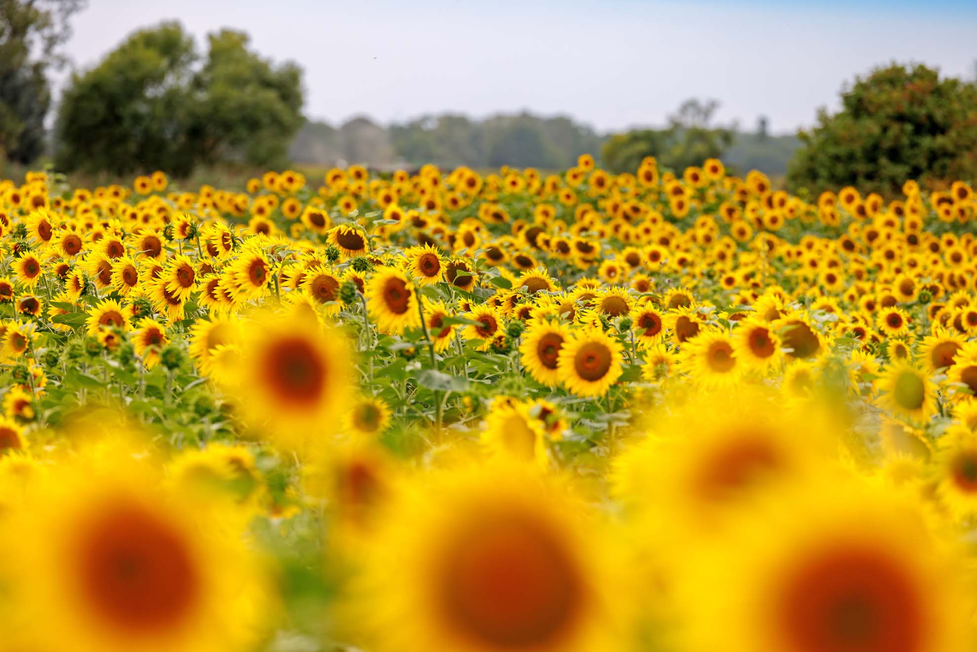 Vogelfutter in Lebensmittelqualität - Schweiger`s Sonnenblumenkerne